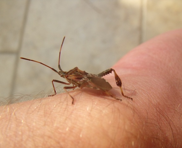 Coreidae: Leptoglossus occidentalis a Grosseto